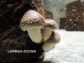 Lentinula edodes-amf1770-(culture)